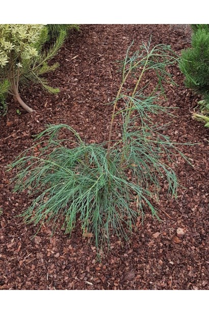 Кипарисовик Лавсона Дропінг Соло - молодий саджанець в саду